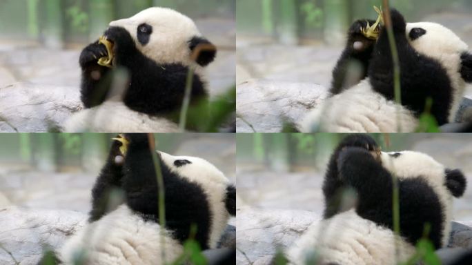 熊猫宝宝国宝熊猫吃东西