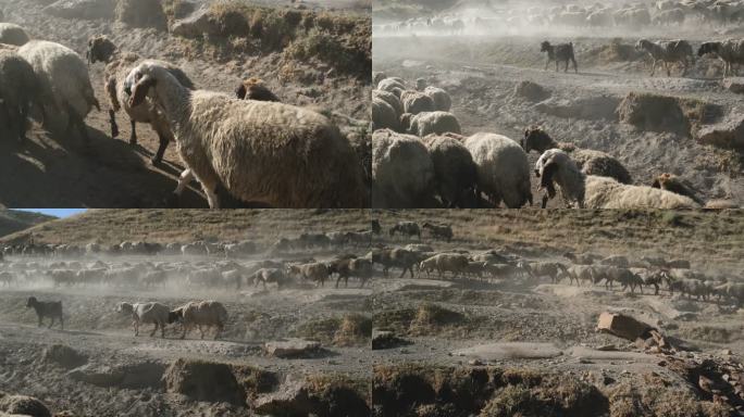 日落时的羊群日落时的羊群荒芜荒漠畜牧业