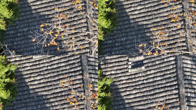 秋天徽派古建筑老房自己黑瓦屋面红柿子树