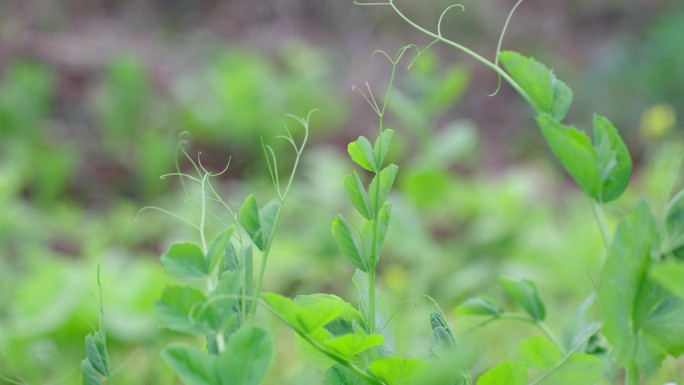 豌豆苗豌豆颠豌豆花白色花