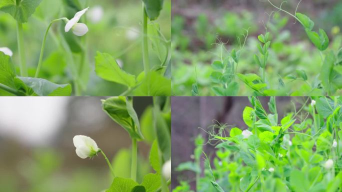 豌豆苗豌豆颠豌豆花白色花