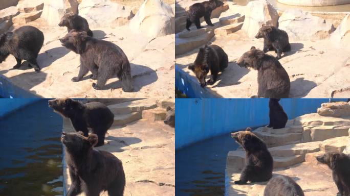 狗熊 熊 黑熊 动物园 野生动物园