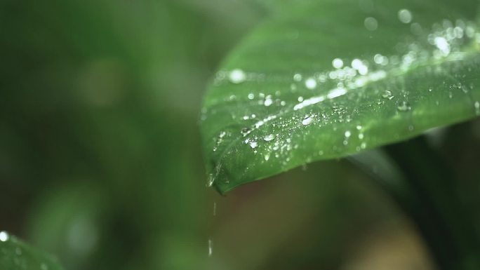 下雨植物树叶叶水滴滑落