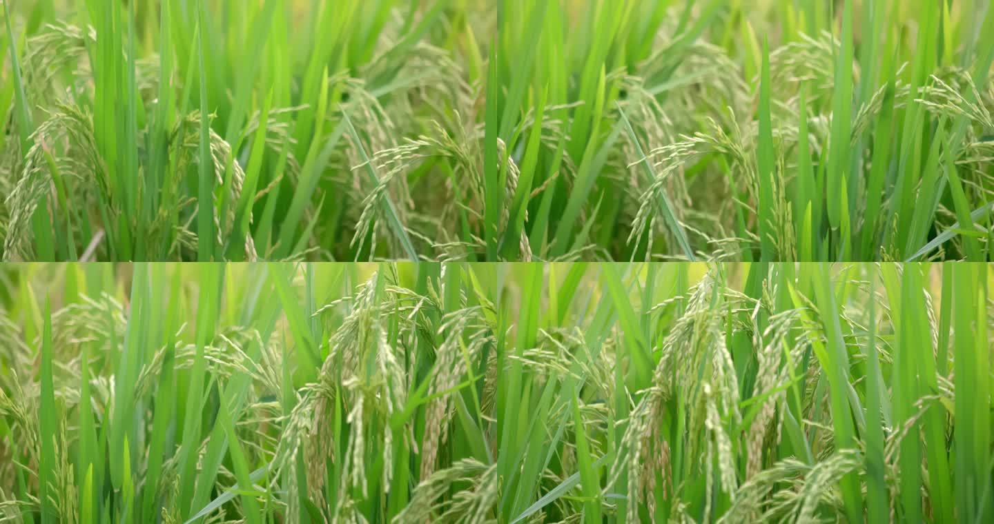 【4K原创】金黄稻田里的稻谷