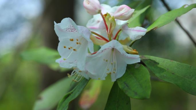 猴头杜鹃 南华杜鹃 白花 粉红花 植株