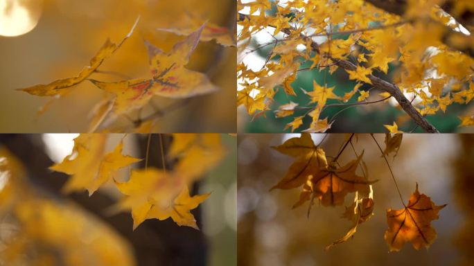 唯美秋天黄叶、树叶落下
