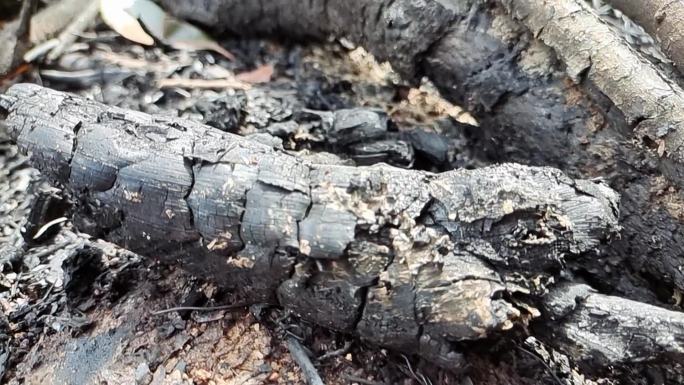火灾过后森林燃烧烧焦木炭黑色木焦树林燃烧