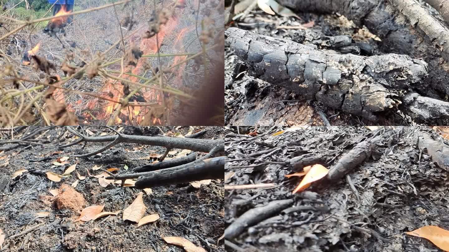 火灾过后森林燃烧烧焦木炭黑色木焦树林燃烧
