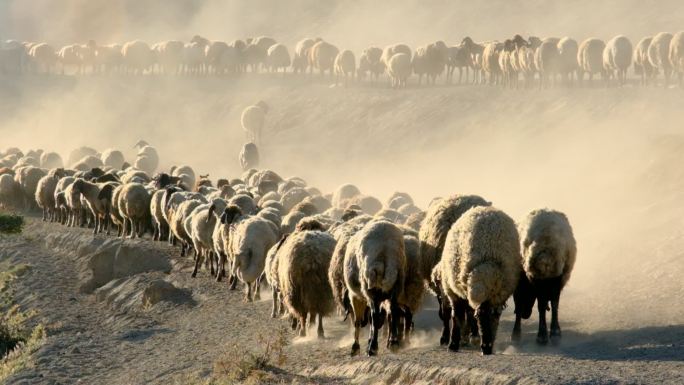 日落时的羊群日落时的羊群羊群绵羊山羊