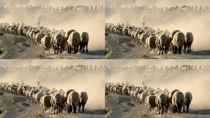 日落时的羊群日落时的羊群羊群绵羊山羊