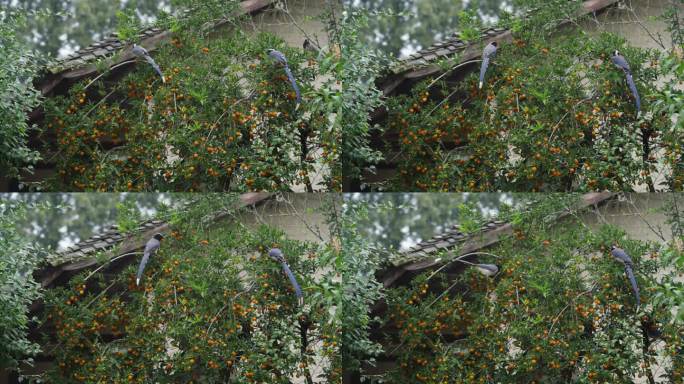 一群长尾巴鸟在秋天乡村院子果树上采摘果实