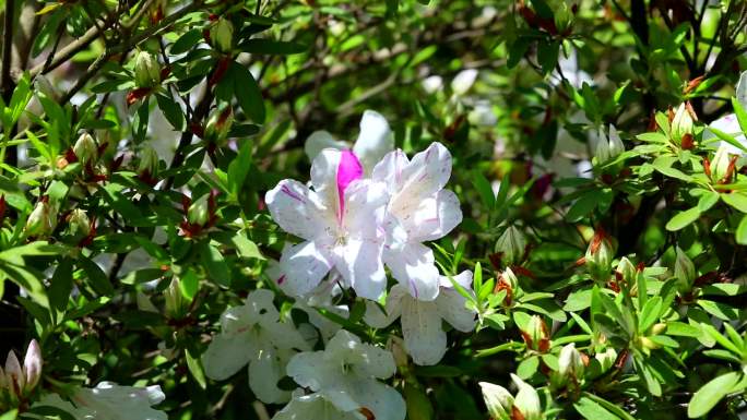 白花杜鹃 花朵 白花 叶 茎 植株 花期