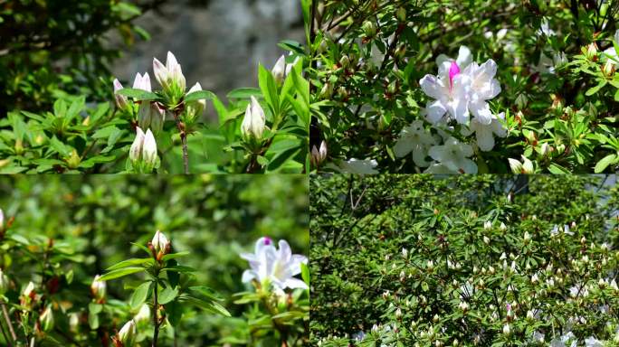 白花杜鹃 花朵 白花 叶 茎 植株 花期