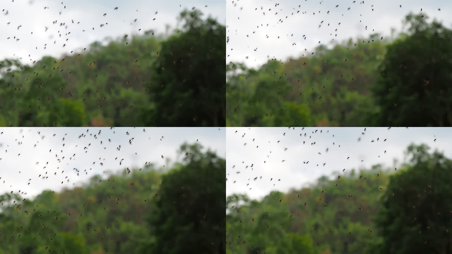 一群无刺蜜蜂在飞蜜蜂群