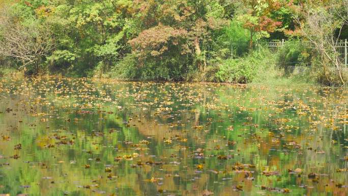 秋天金黄色的梧桐树叶落满湖面树叶飘零