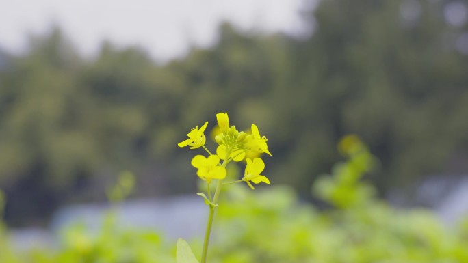 一朵野花油菜花白菜花黄花