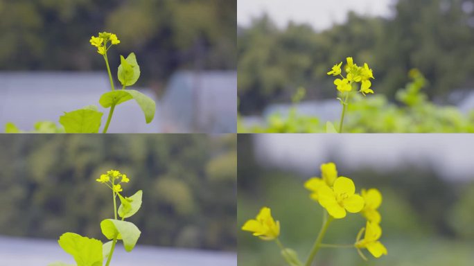 一朵野花油菜花白菜花黄花