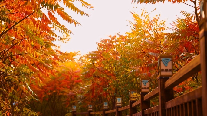 天津南翠屏公园栈道植物红叶枫叶林间小径