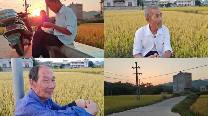 村庄田野开心老人村头落日晚霞景色水稻庄稼