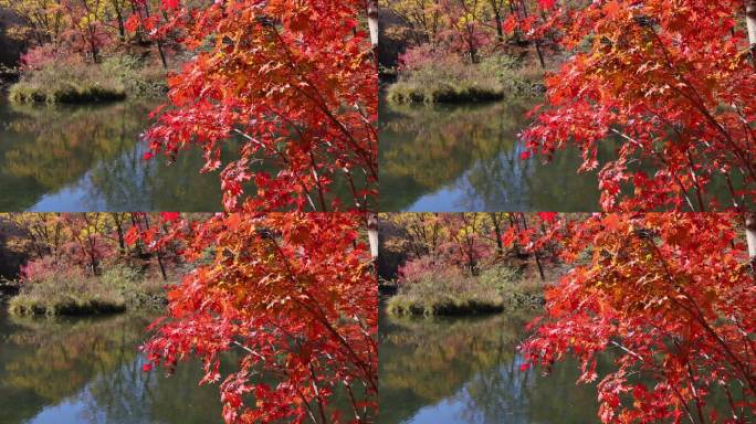 河边秋天的红枫叶
