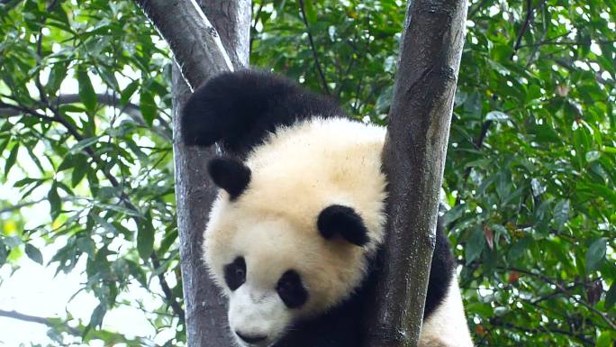 树上的小熊猫可爱大熊猫国家一级保护动物打