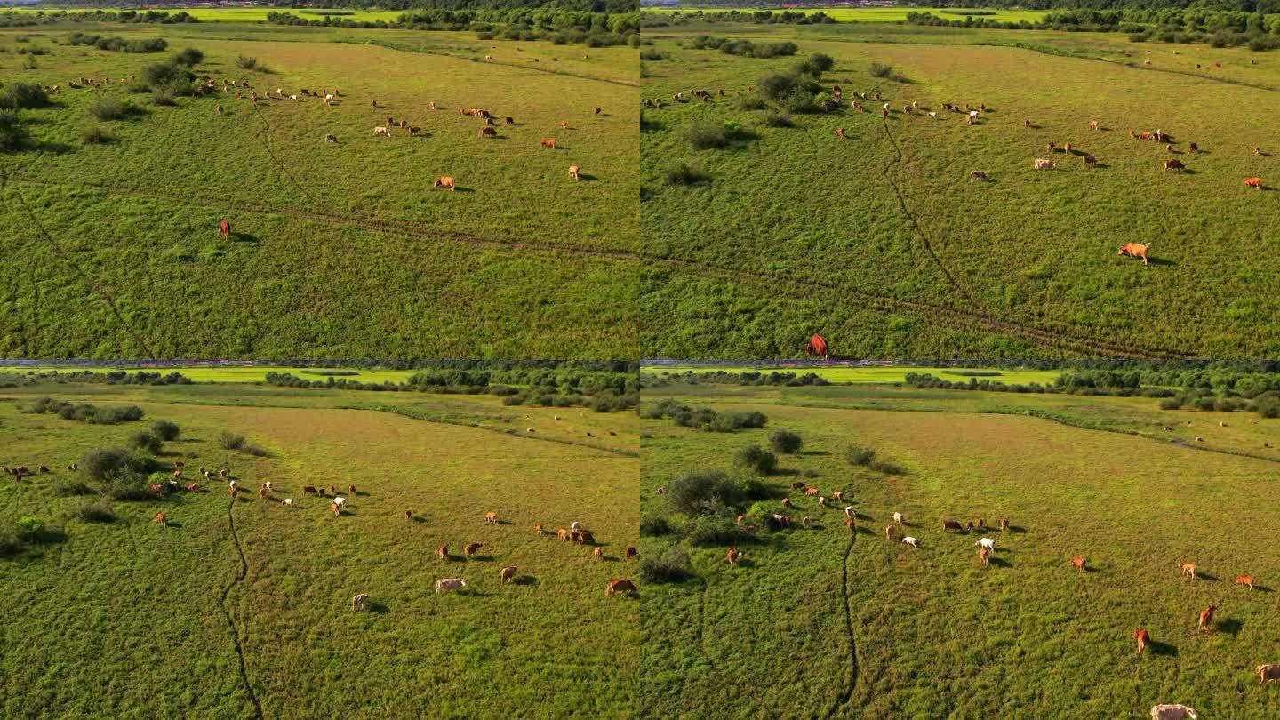 草地上放牧的肉牛，奶牛吃草