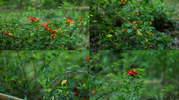花顶蜂鸟 花蕾 红花  嫩果 绿果 植株