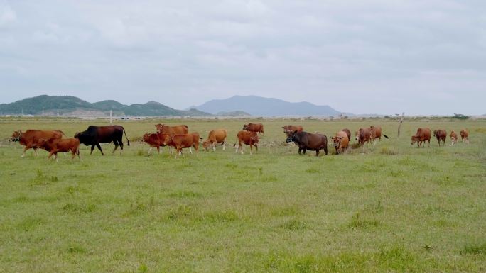 草原上行走中的牛群