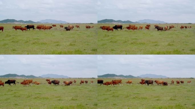 草原上行走中的牛群