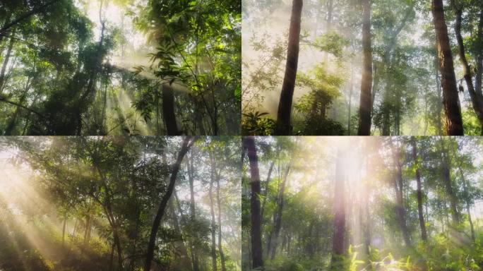 森林晨雾阳光树木天然氧吧丁达尔光