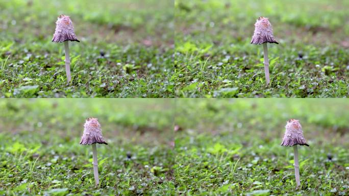 雨后城市公园草地长出来的毛头龟伞