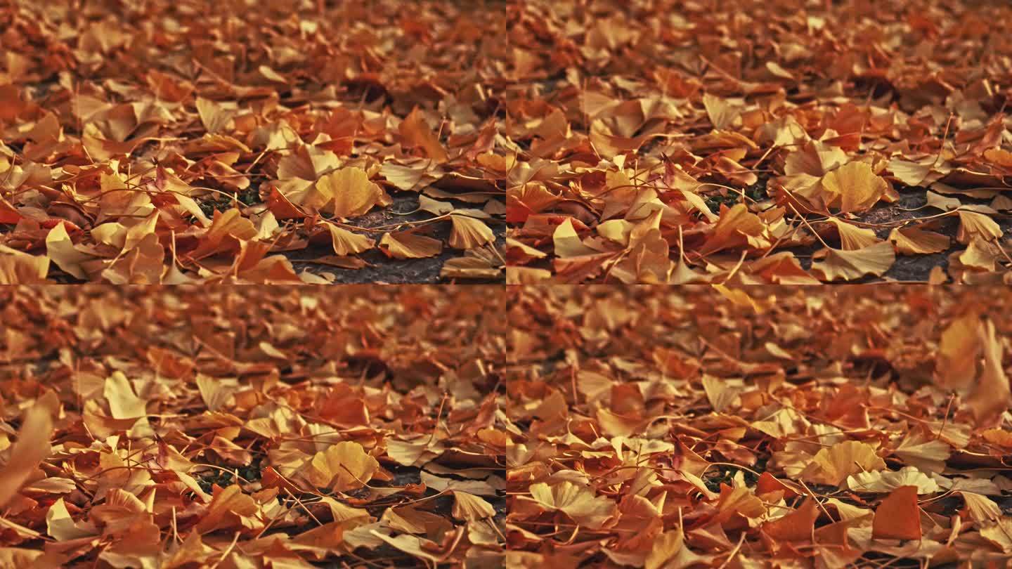 秋季公园银杏叶升格慢放