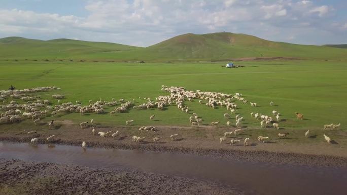 航拍草原羊群喝水吃草A14