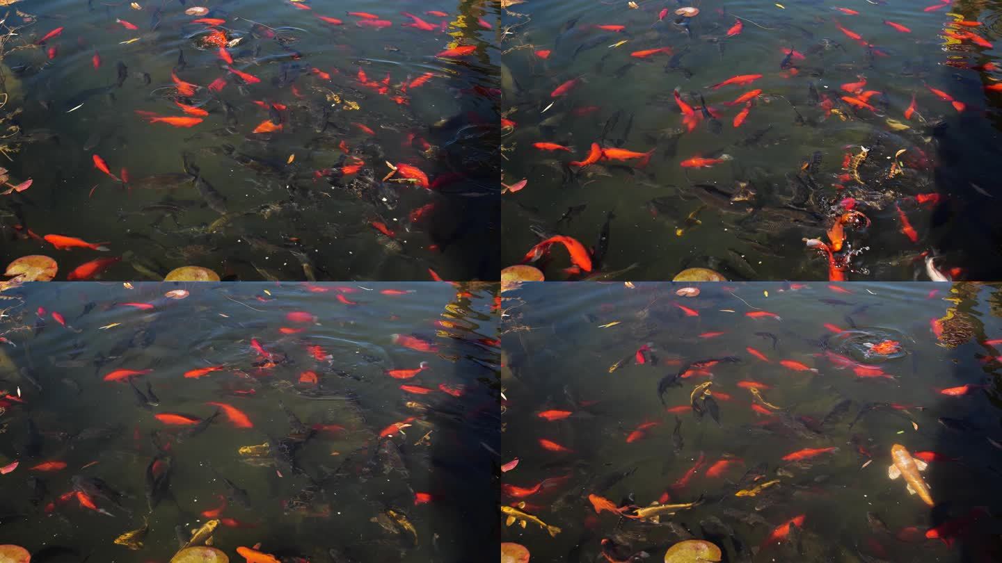 公园 鲤鱼夺食 红鲤鱼 喂鱼 鱼群抢食