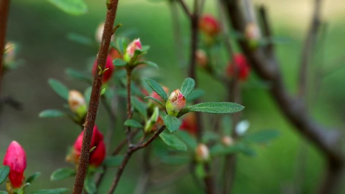 杜鹃 映山红 红花 叶 茎 植株 花期