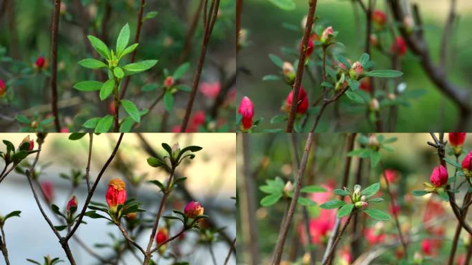 杜鹃 映山红 红花 叶 茎 植株 花期