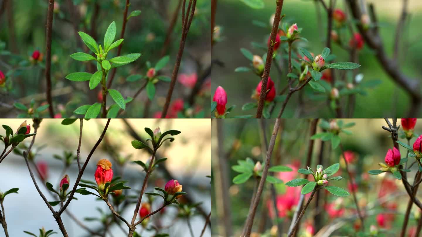 杜鹃 映山红 红花 叶 茎 植株 花期