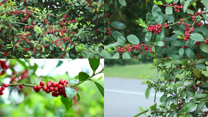 枸骨叶冬青 老虎刺 红果 叶 植株 果期