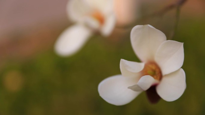 白玉兰花特写