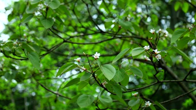 油桐 花序 花蕾 白花 叶 植株 生境