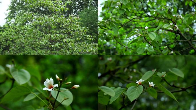 油桐 花序 花蕾 白花 叶 植株 生境