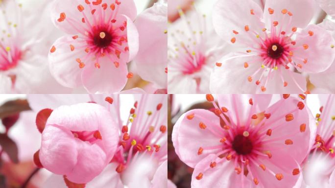 粉红色樱花盛开与水滴-樱花