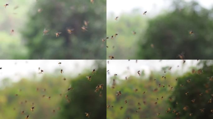 一群无刺蜜蜂在飞生态环境环保放飞