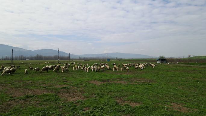 牧场上放牧的羊群，羊群的鸟瞰图，牧羊人放牧的白色羊羔和绵羊