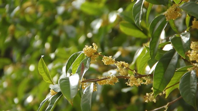 15秒钟特写金秋十月盛开的桂花镜头