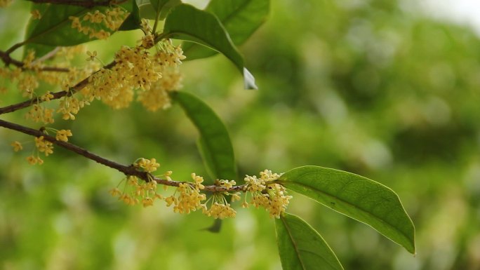 10秒钟特写金秋十月盛开的桂花镜头