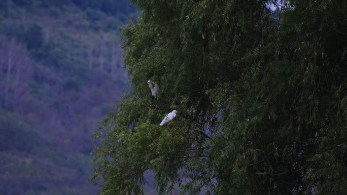 栖息的鸟树上的白鹭