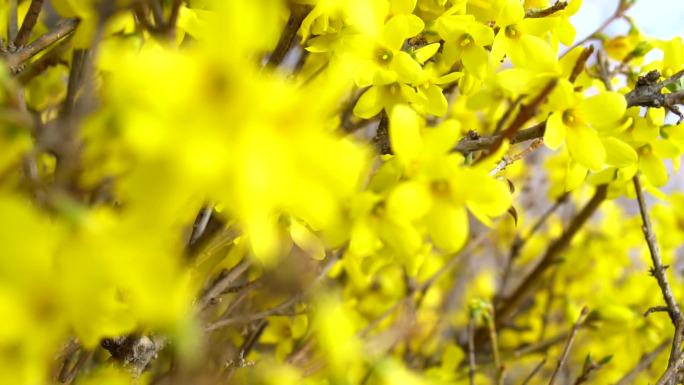 桃花松树寒冬