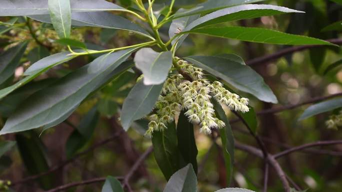 秃瓣杜英 花序 花蕾 白花 叶 茎 植株