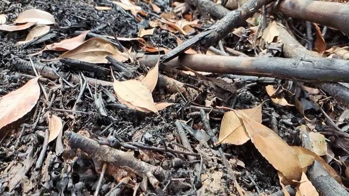 木材烧焦 树木根烧焦植物烧焦战争后的废墟